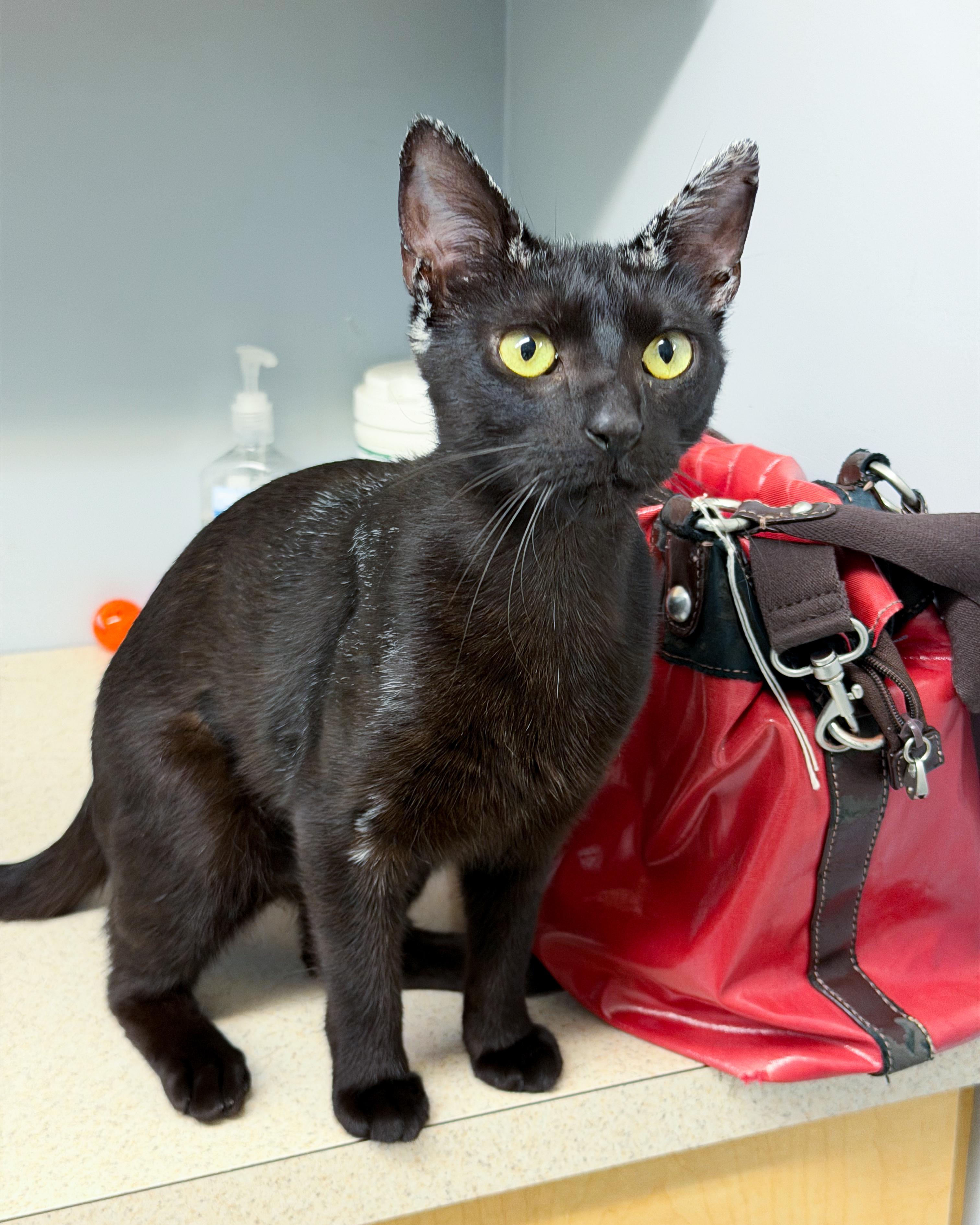 Naomi, Adoptable, Young Female American Shorthair.