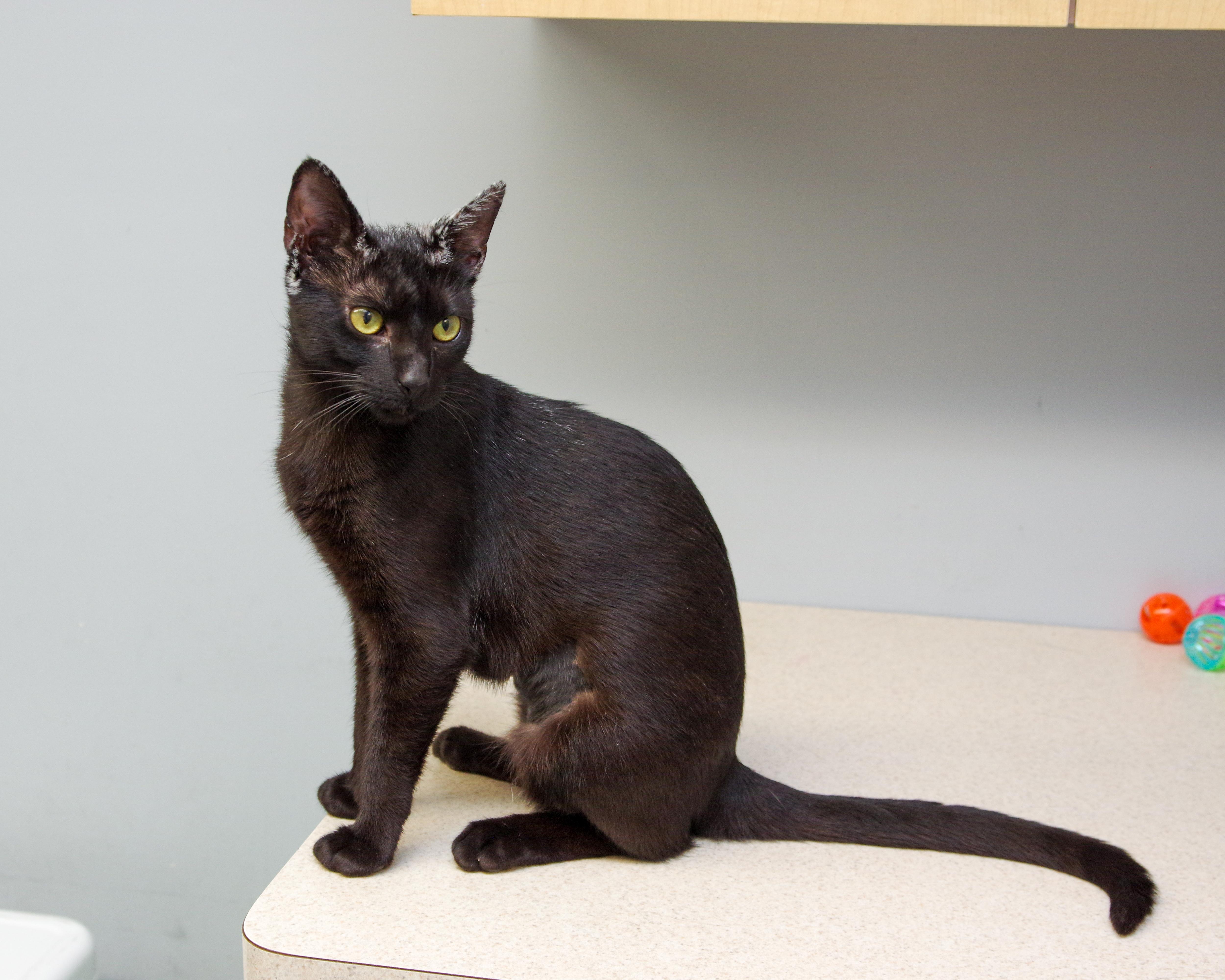 Naomi, a Adoptable American Shorthair in Scituate, MA image 2/6