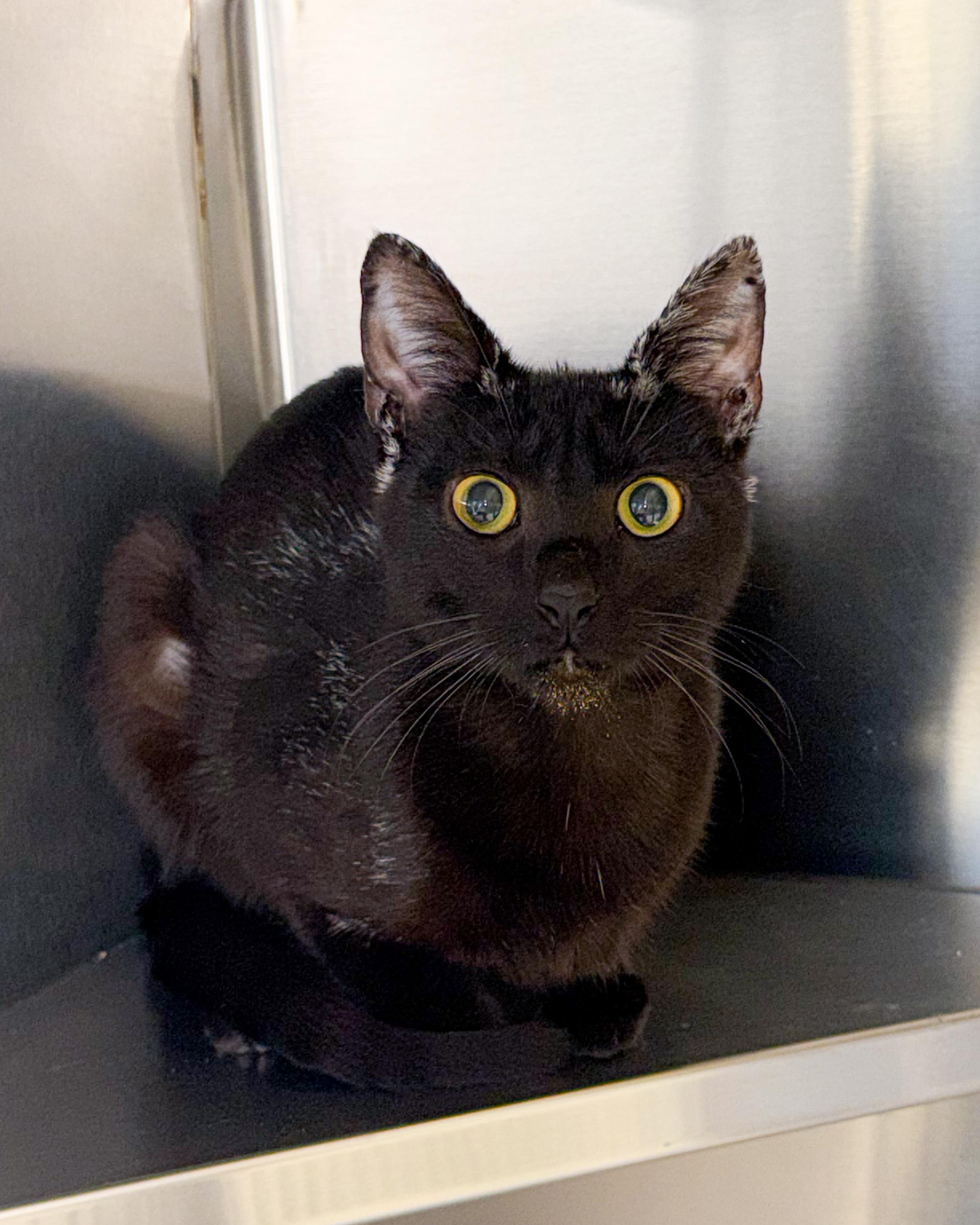 Enlarge Naomi, a Adoptable American Shorthair in Scituate, MA image 4/4
