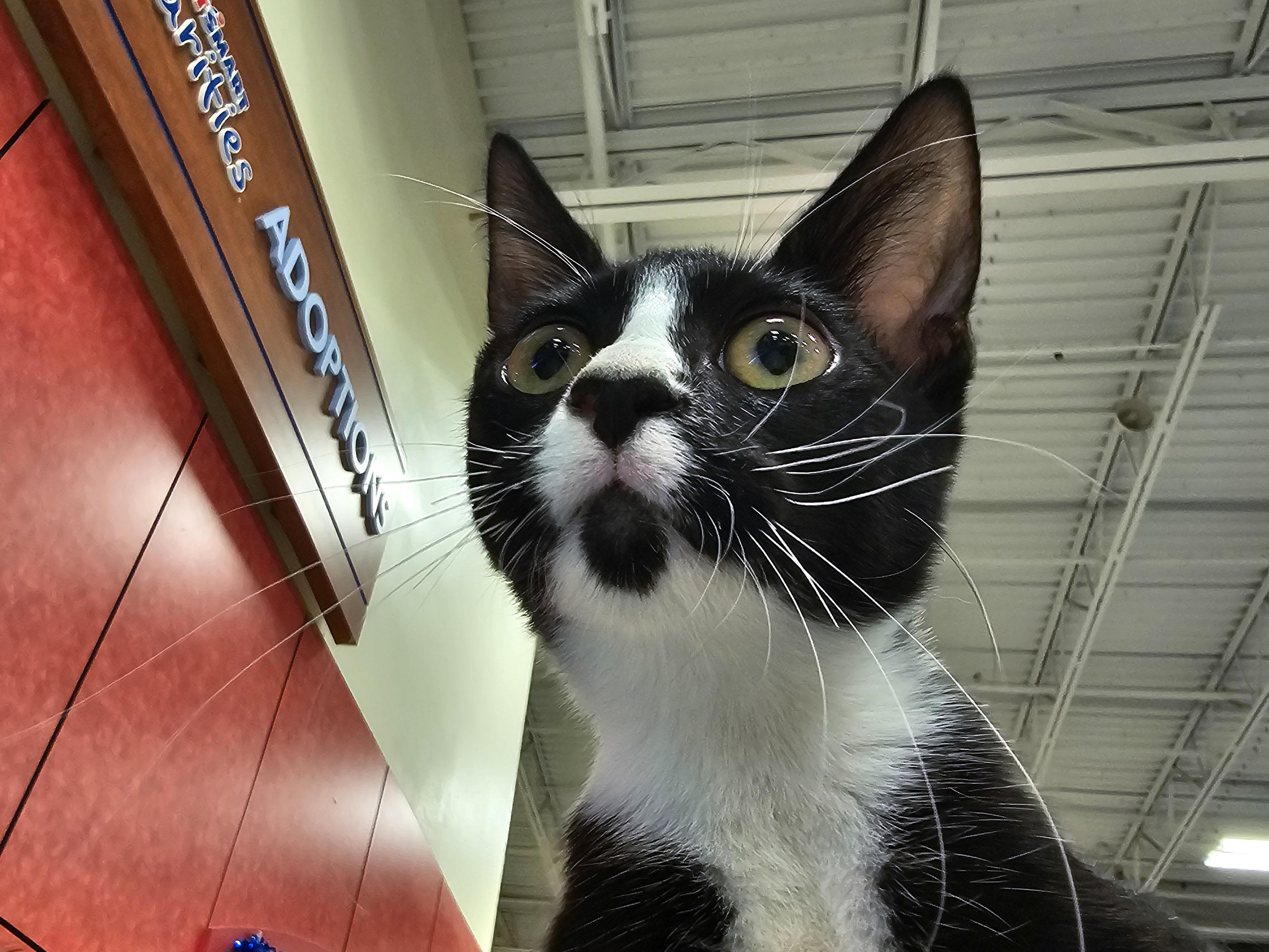 Emily, a Adoptable Domestic Short Hair in Naples, FL image 2/5