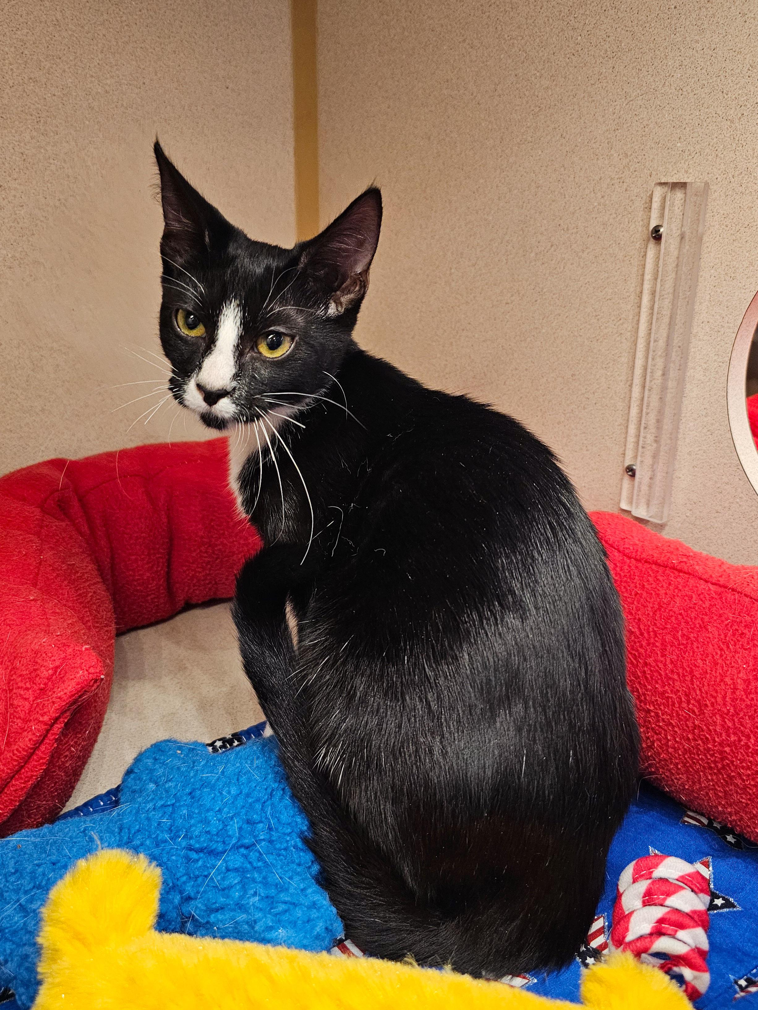 Emily, a Adoptable Domestic Short Hair in Naples, FL image 3/5