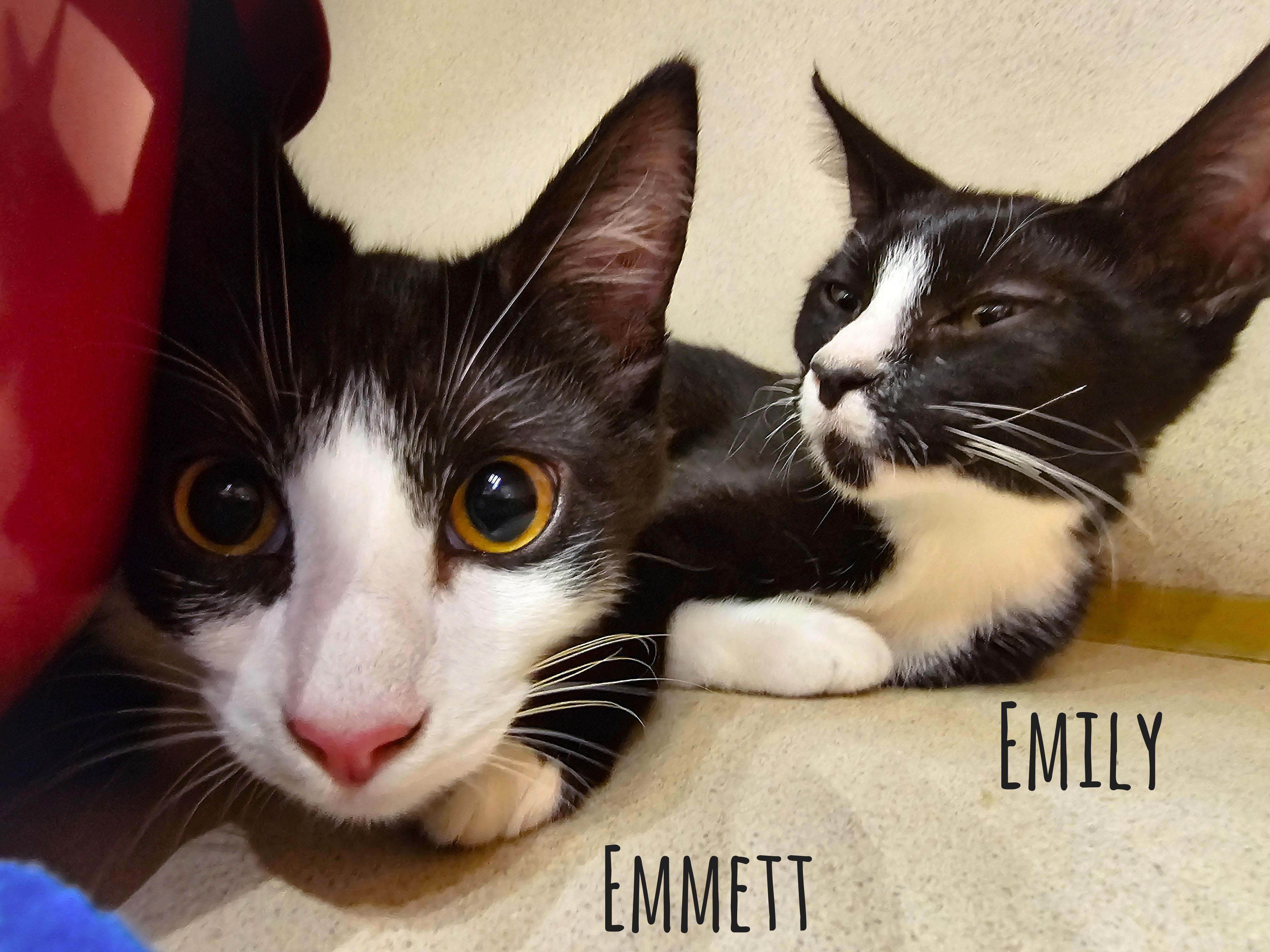 Emily, a Adoptable Domestic Short Hair in Naples, FL image 4/5