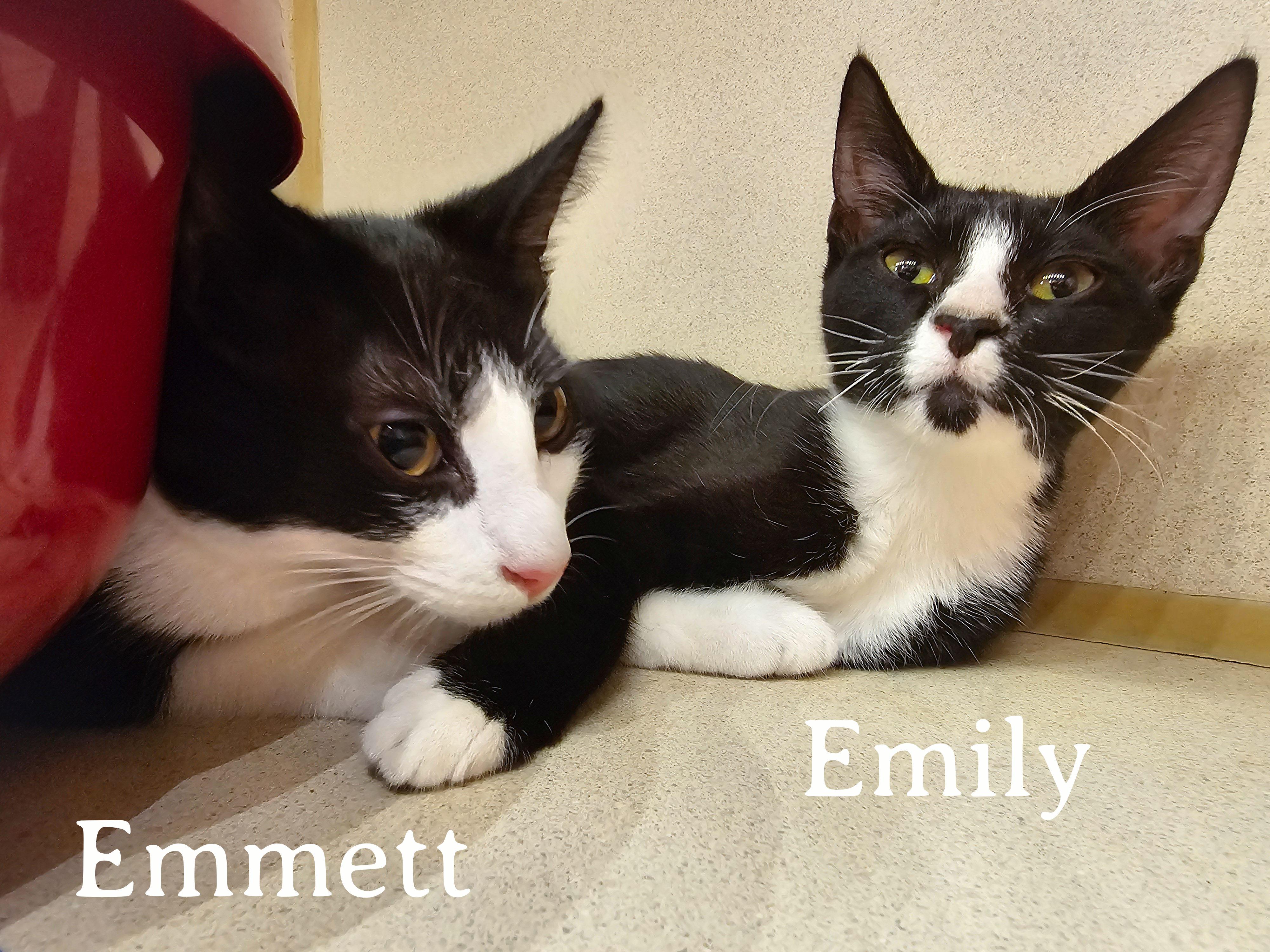 Emily, a Adoptable Domestic Short Hair in Naples, FL image 5/5