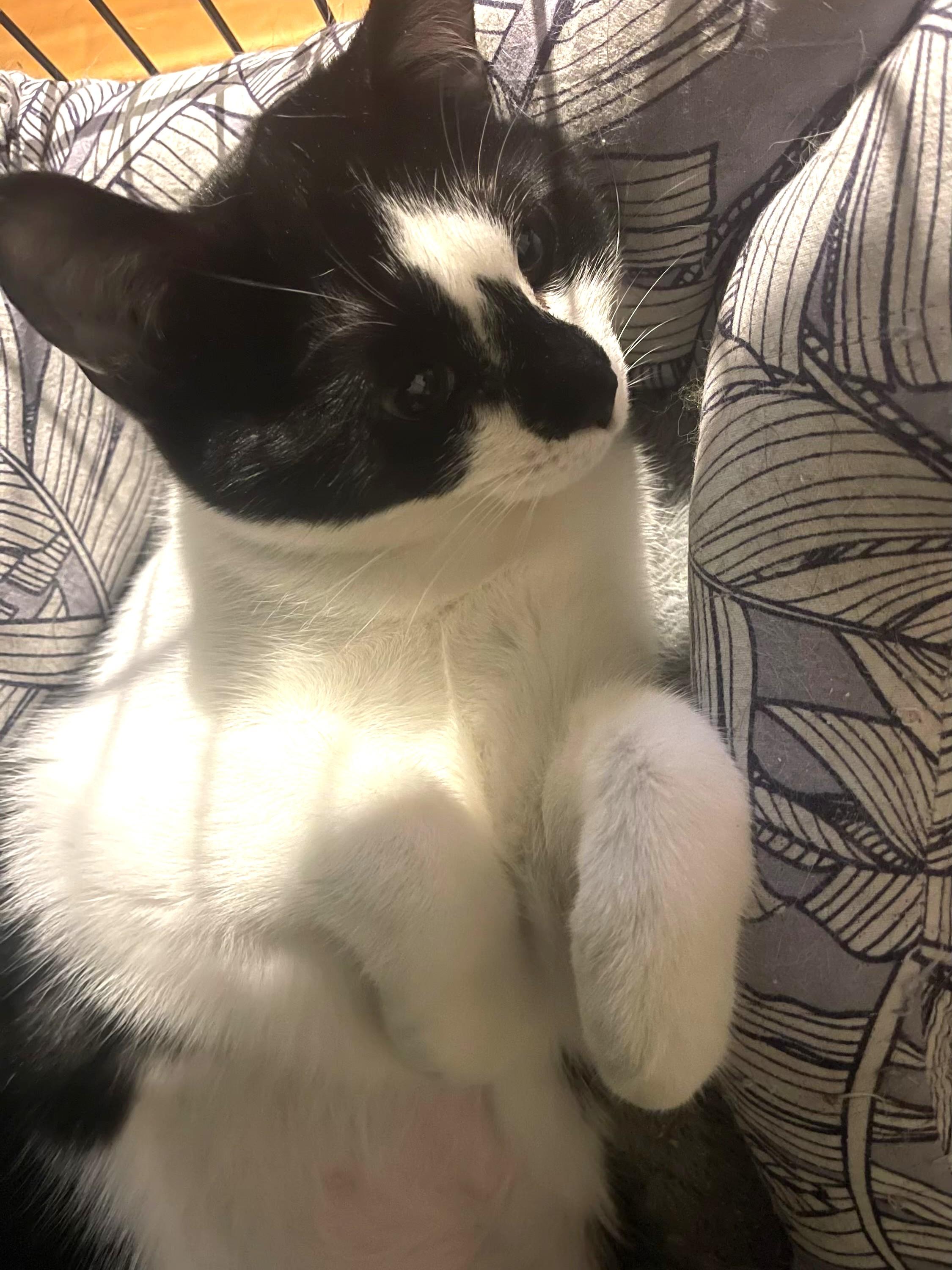 Enlarge Diamond bonded with Mouse, a Adoptable Domestic Short Hair in Charlotte, NC image 4/6