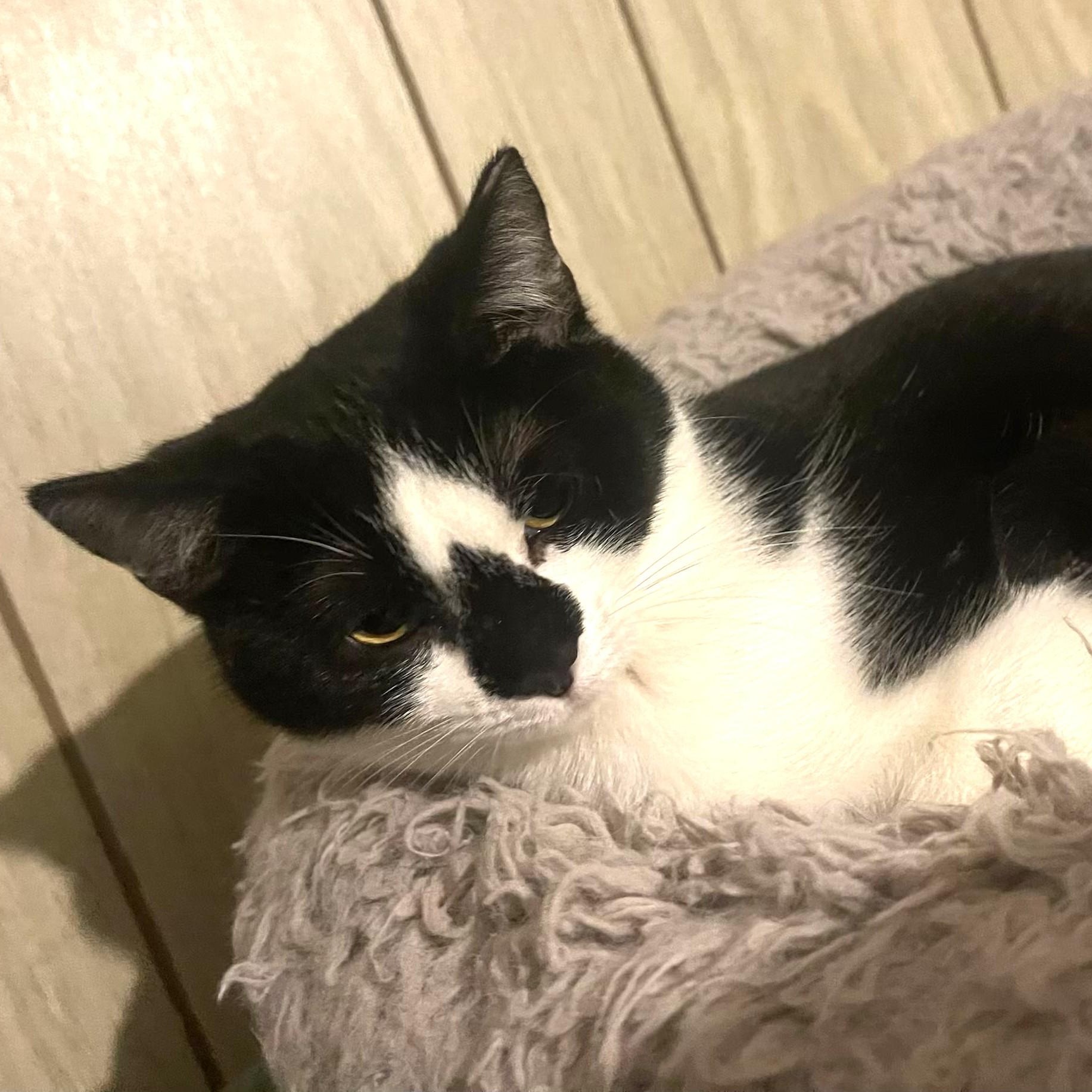 Enlarge Diamond , a Adoptable Domestic Short Hair in Charlotte, NC image 3/6