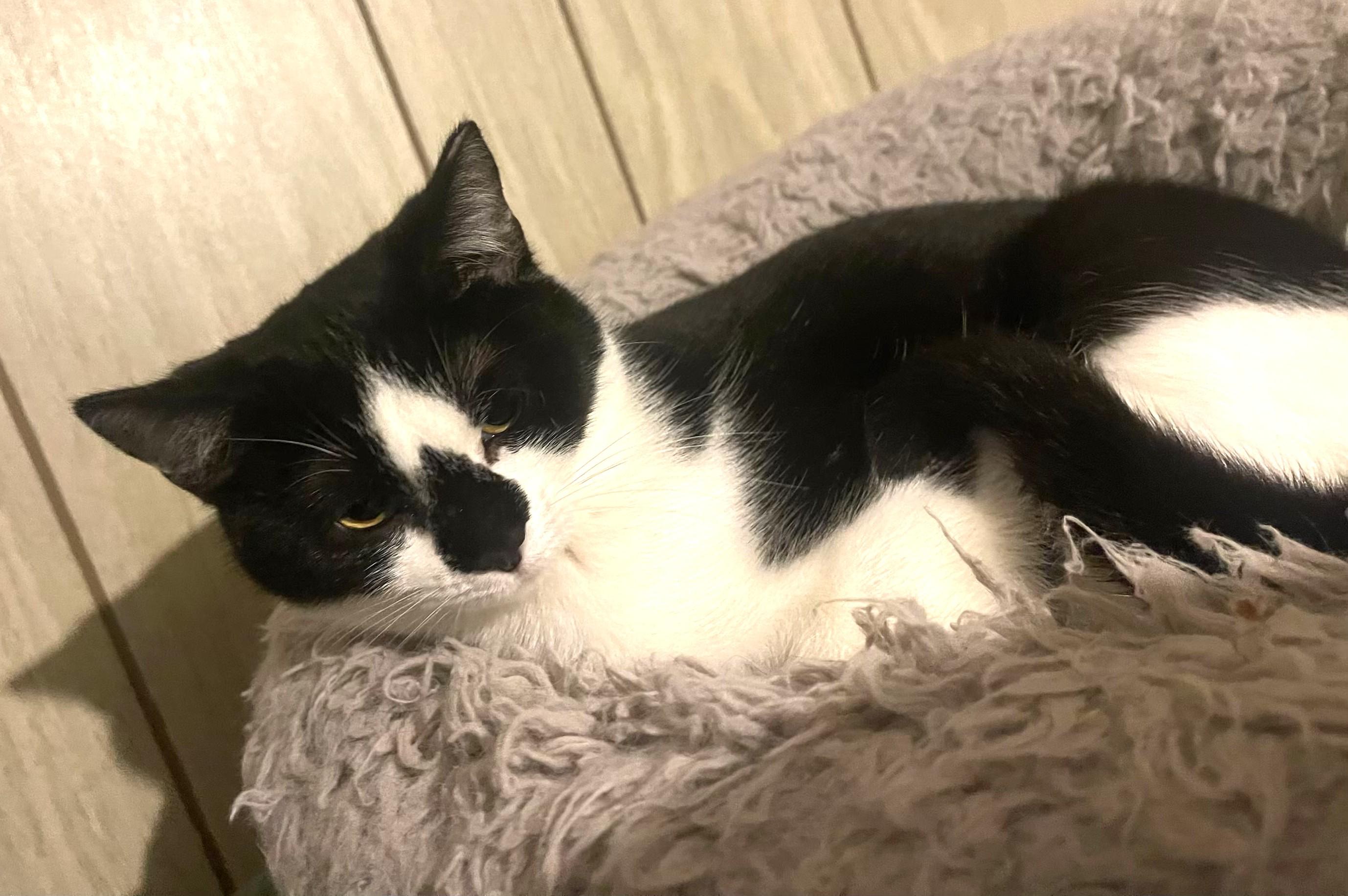 Enlarge Diamond bonded with Mouse, a Adoptable Domestic Short Hair in Charlotte, NC image 2/6