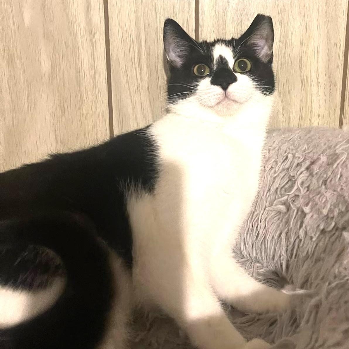 Enlarge Diamond , a Adoptable Domestic Short Hair in Charlotte, NC image 2/6