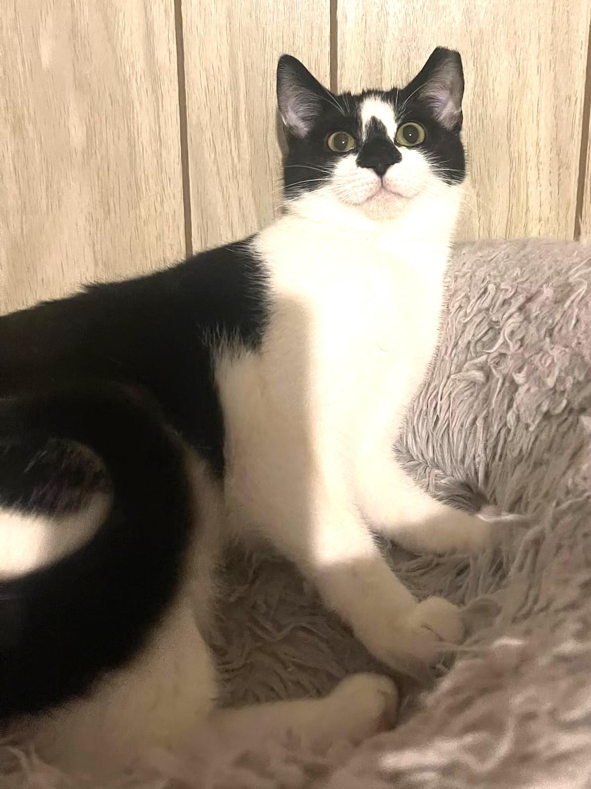 Enlarge Diamond bonded with Mouse, a Adoptable Domestic Short Hair in Charlotte, NC image 1/6