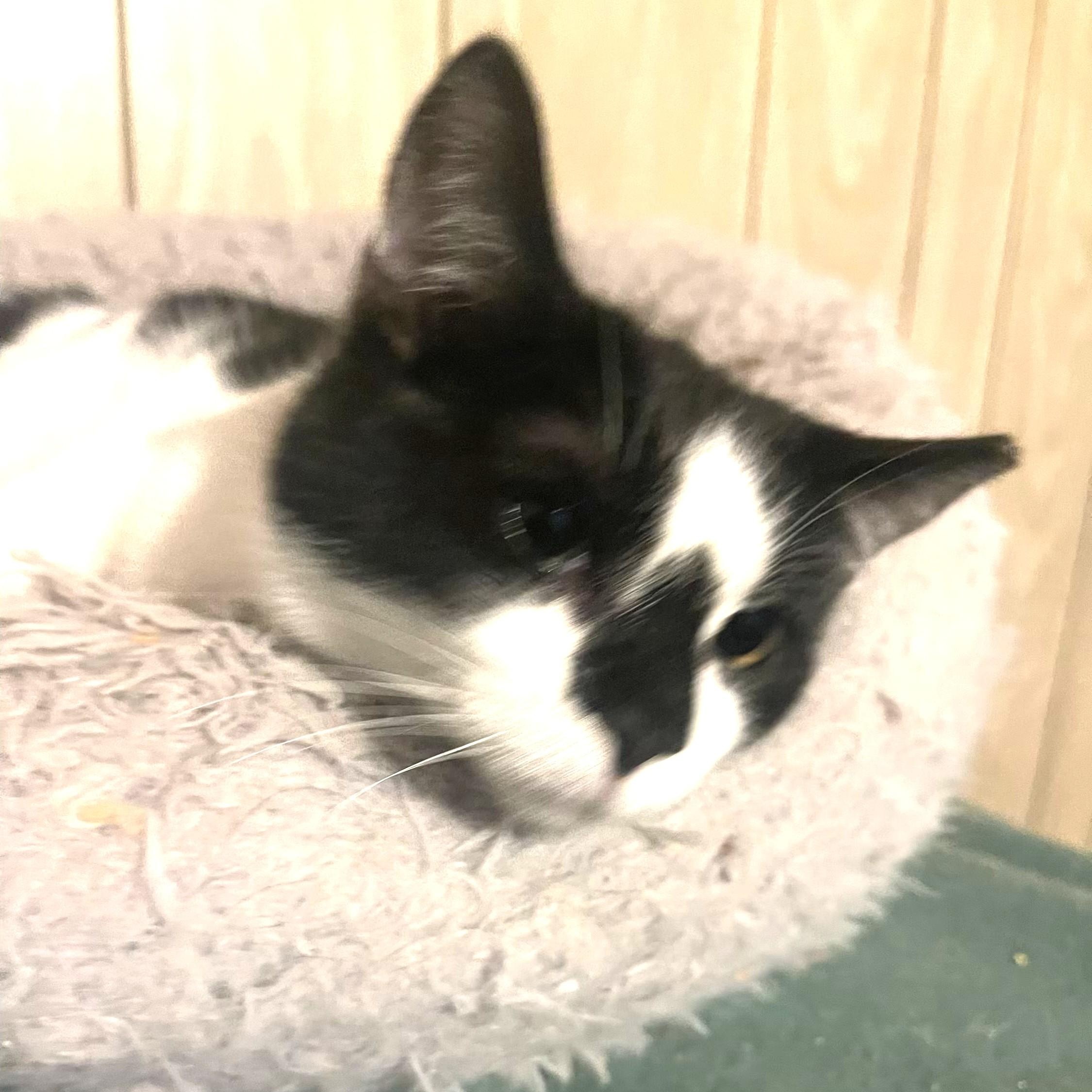 Enlarge Diamond , a Adoptable Domestic Short Hair in Charlotte, NC image 5/6