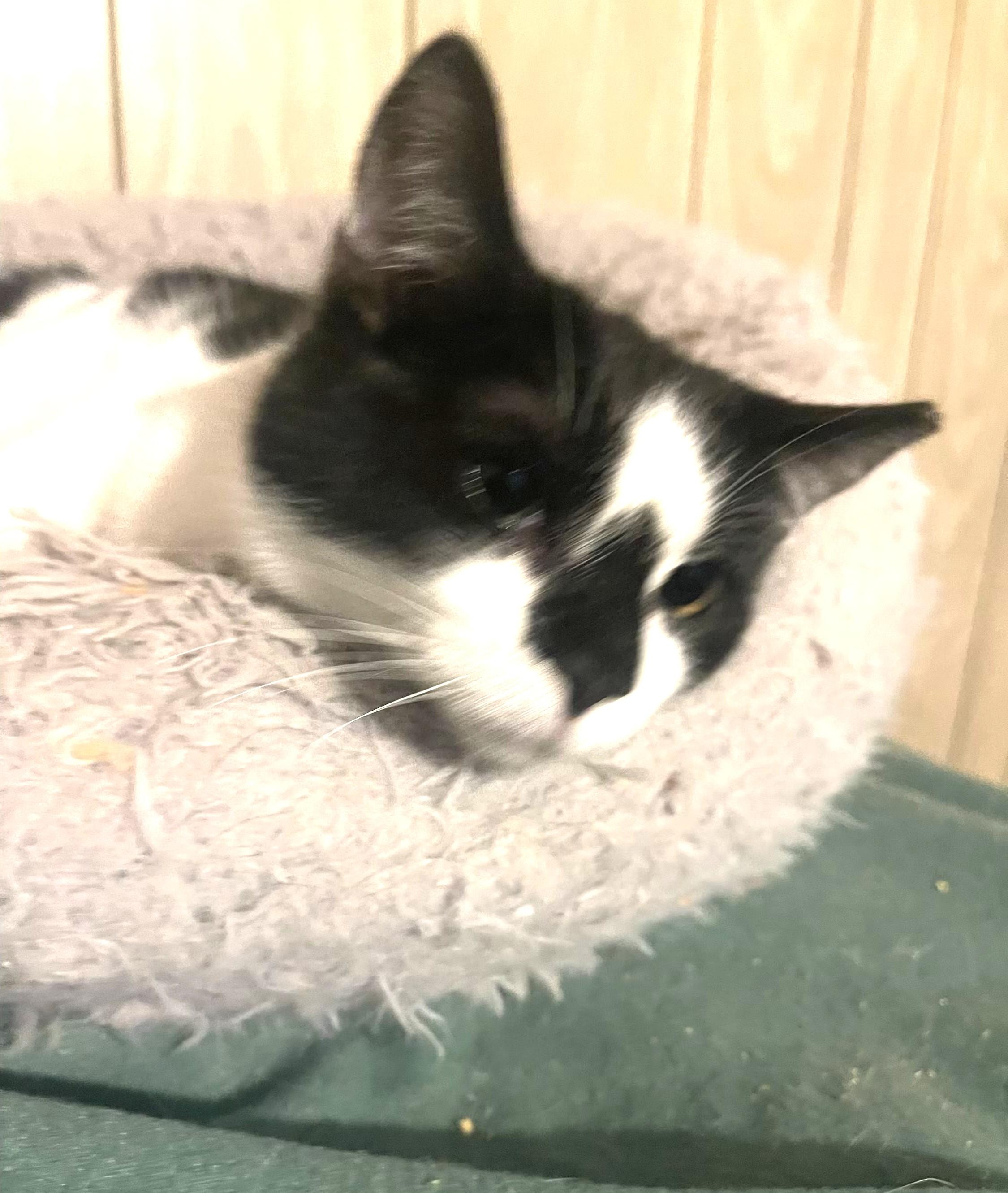 Enlarge Diamond bonded with Mouse, a Adoptable Domestic Short Hair in Charlotte, NC image 5/6