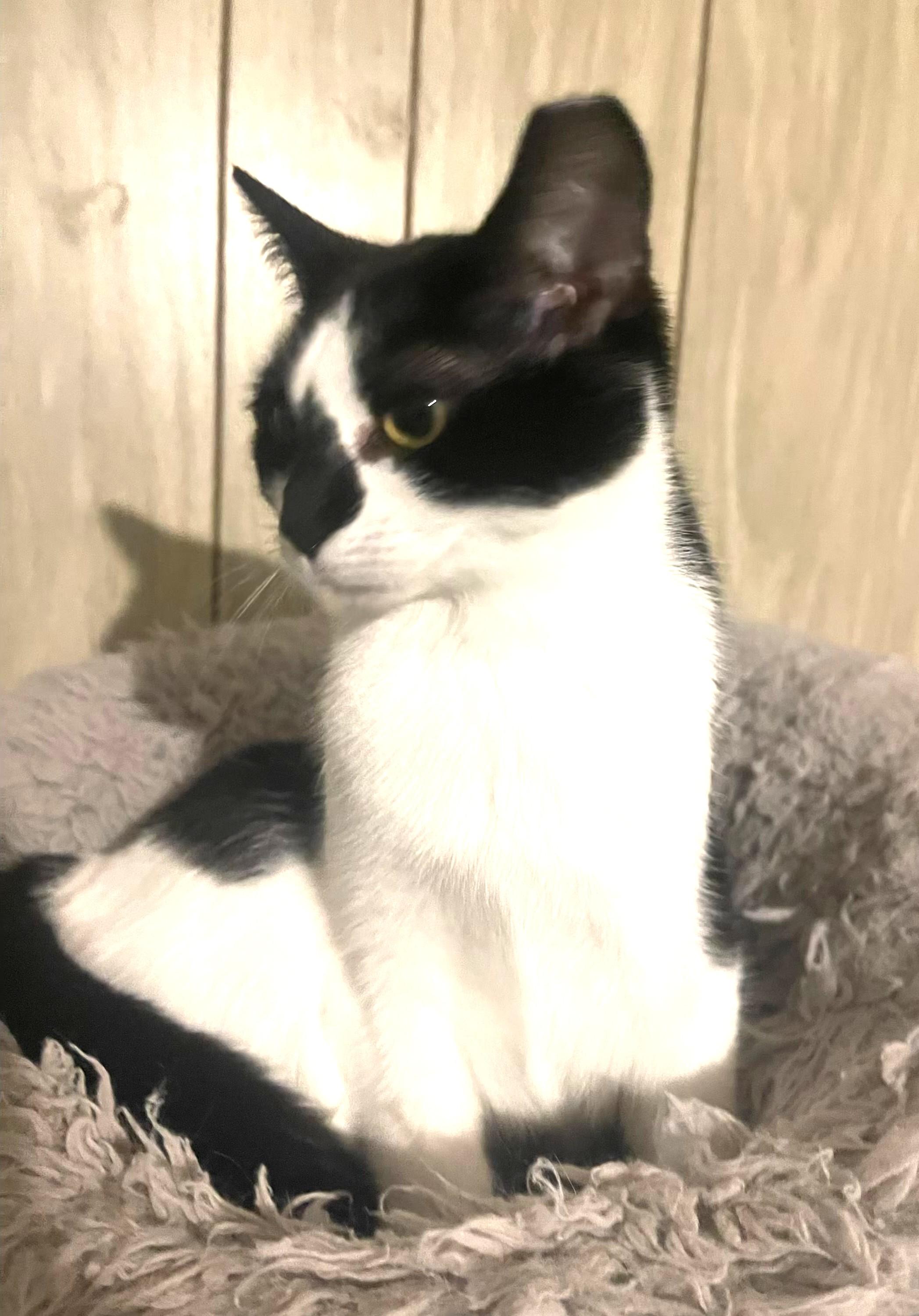 Enlarge Diamond bonded with Mouse, a Adoptable Domestic Short Hair in Charlotte, NC image 6/6