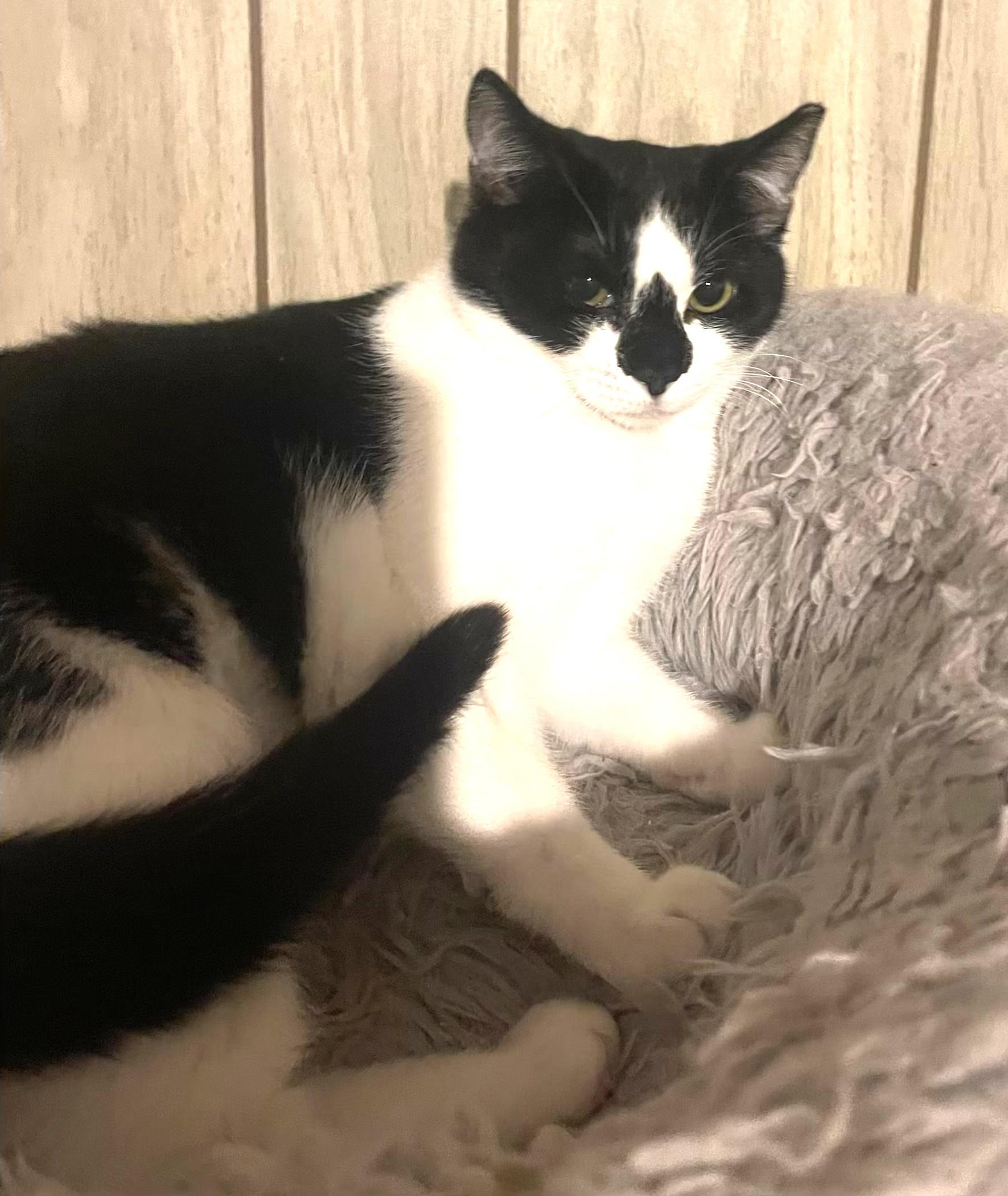 Enlarge Diamond bonded with Mouse, a Adoptable Domestic Short Hair in Charlotte, NC image 3/6