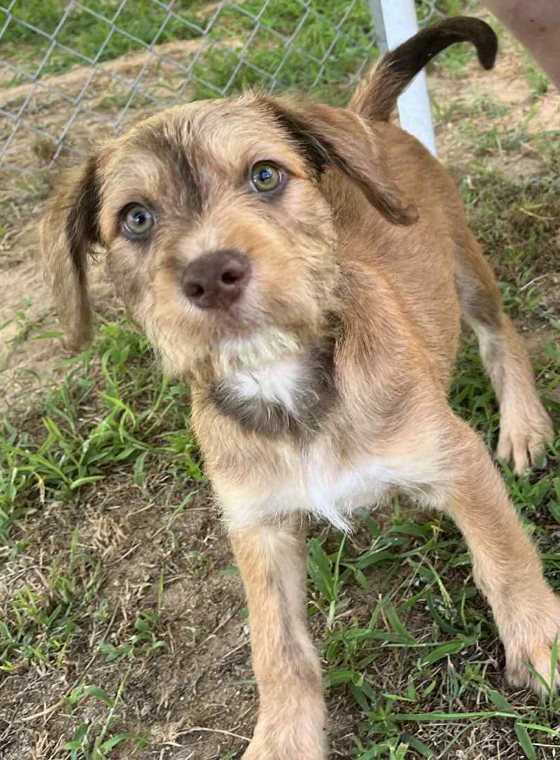 Marshall is sooo darn special and OMG cute!  VIDEO of this doodle boy!, Baby Male Labradoodle
