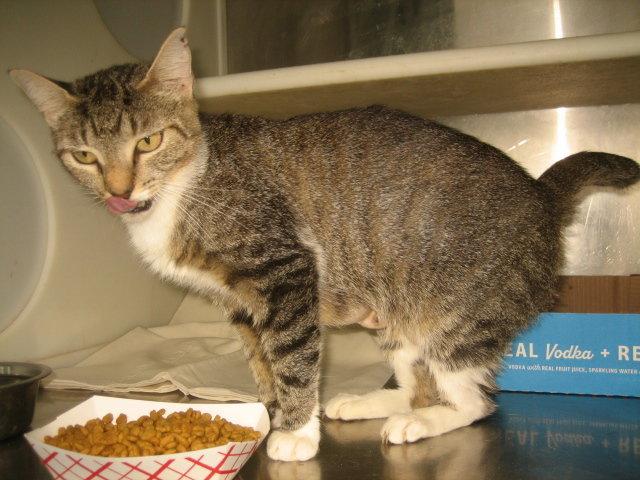 Mrs. Pepper, Adopted, Adult Female Tabby & Domestic Short Hair.