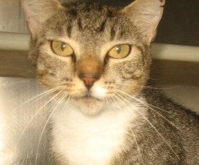 Enlarge Mrs. Pepper, a Adopted mixed breed in Carrollton, GA image 2/3