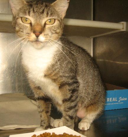 Enlarge Mrs. Pepper, a Adopted mixed breed in Carrollton, GA image 3/3