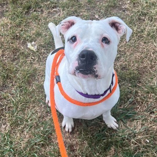 Keller, a Adoptable mixed breed in Youngstown, OH image 1/3