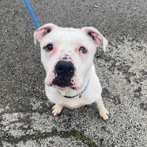 Keller, a Adoptable mixed breed in Youngstown, OH image 2/3