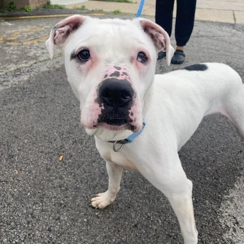 Keller, a Adoptable mixed breed in Youngstown, OH image 3/3