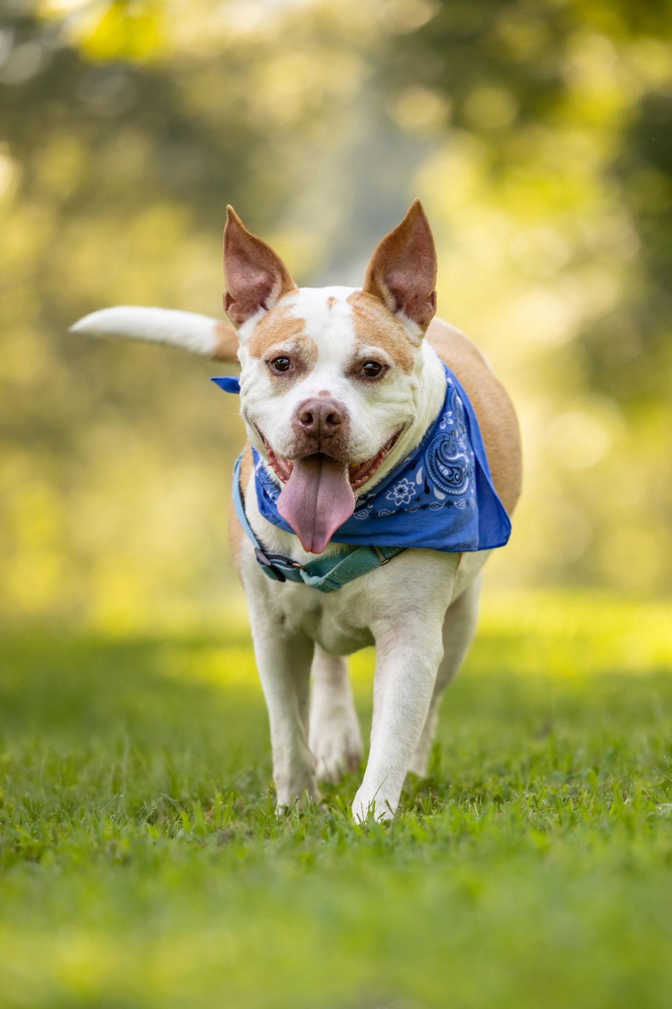 Bandit, Adoptable, Senior Male Pit Bull Terrier.