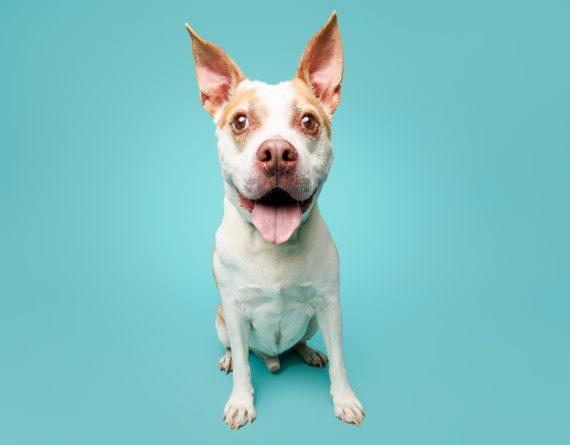 Enlarge Bandit, a Adoptable Pit Bull Terrier in Durham, NC image 2/3