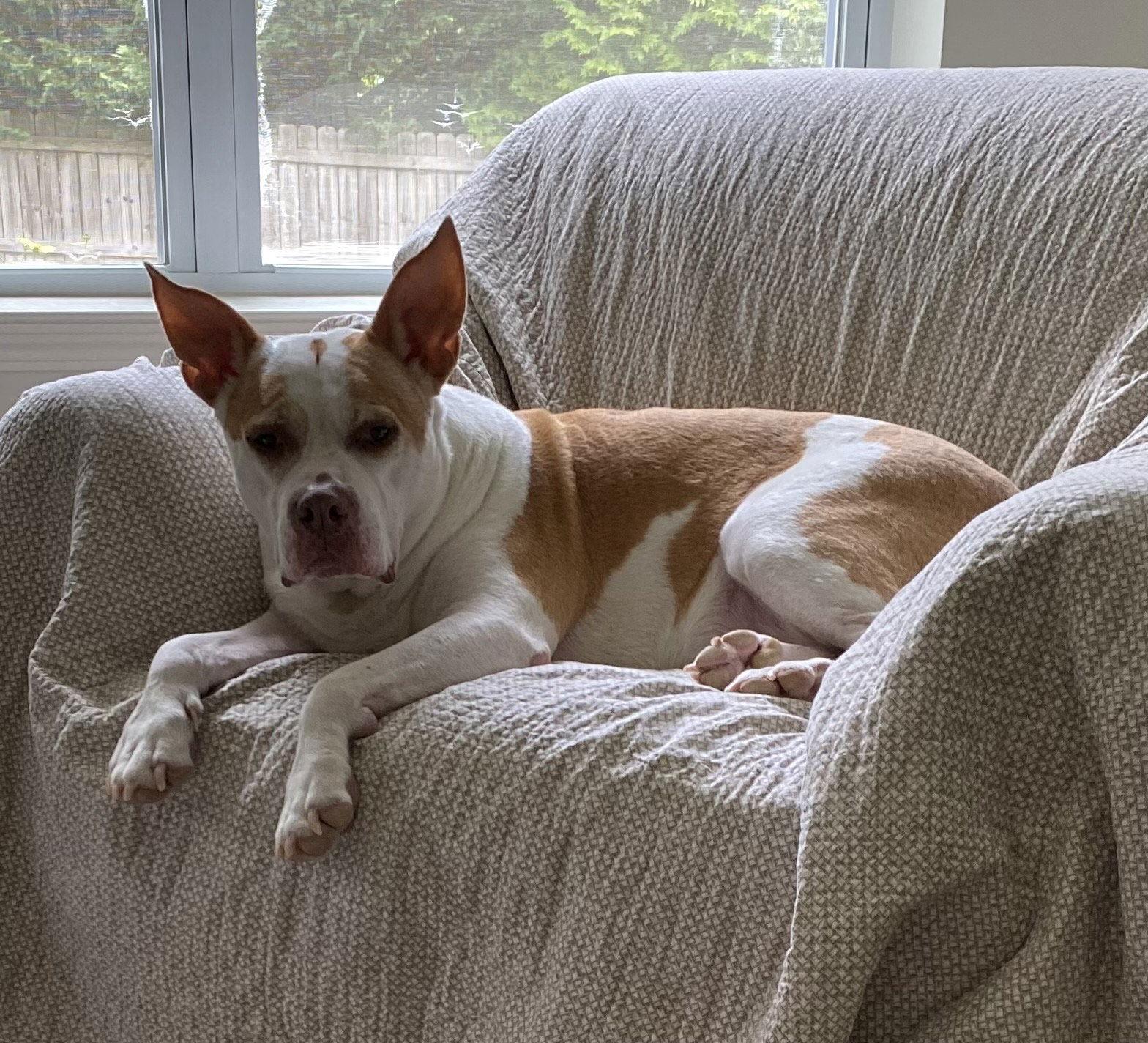 Enlarge Bandit, a Adoptable Pit Bull Terrier in Durham, NC image 3/3