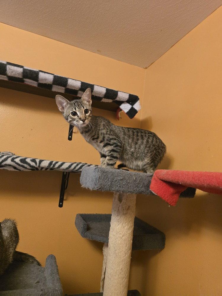 Dara, a Adoptable Domestic Short Hair in O'Fallon, MO image 1/3