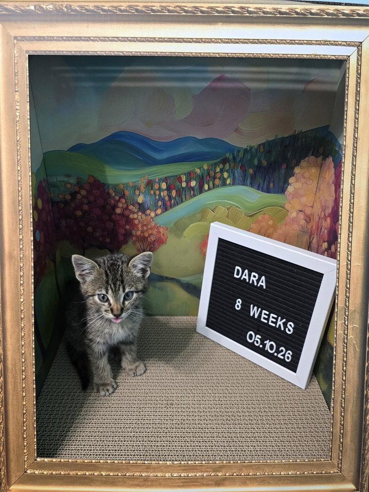 Dara, a Adoptable Domestic Short Hair in O'Fallon, MO image 2/3