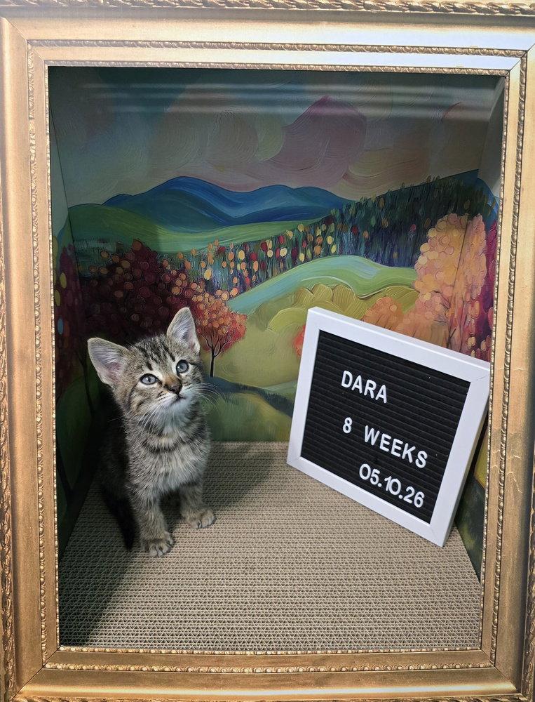 Dara, a Adoptable Domestic Short Hair in O'Fallon, MO image 3/3