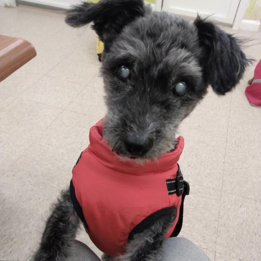 Logan, Adoptable, Adult Male Schnauzer.