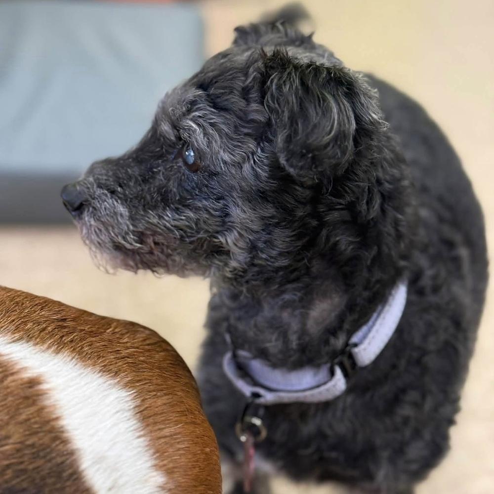 Logan, a Adoptable mixed breed in Groveland, MA image 2/5