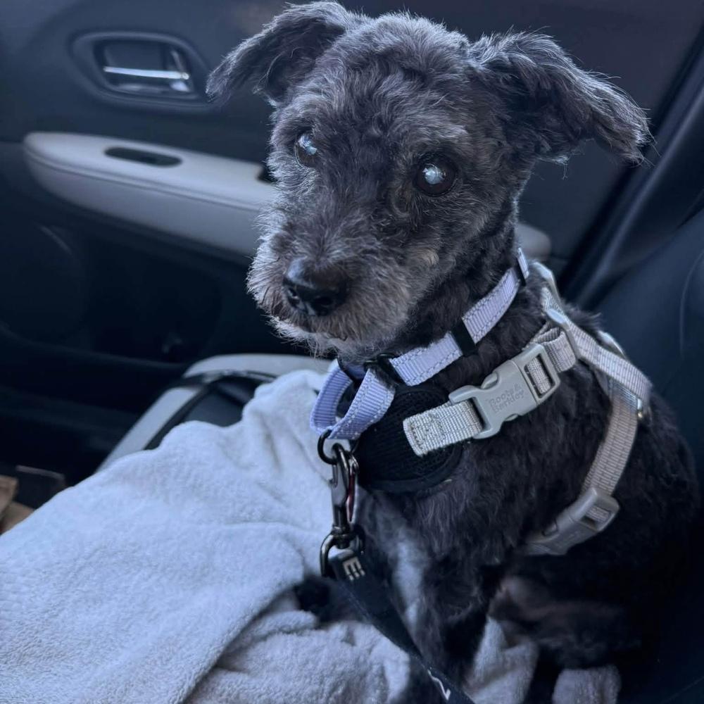Logan, a Adoptable mixed breed in Groveland, MA image 3/5