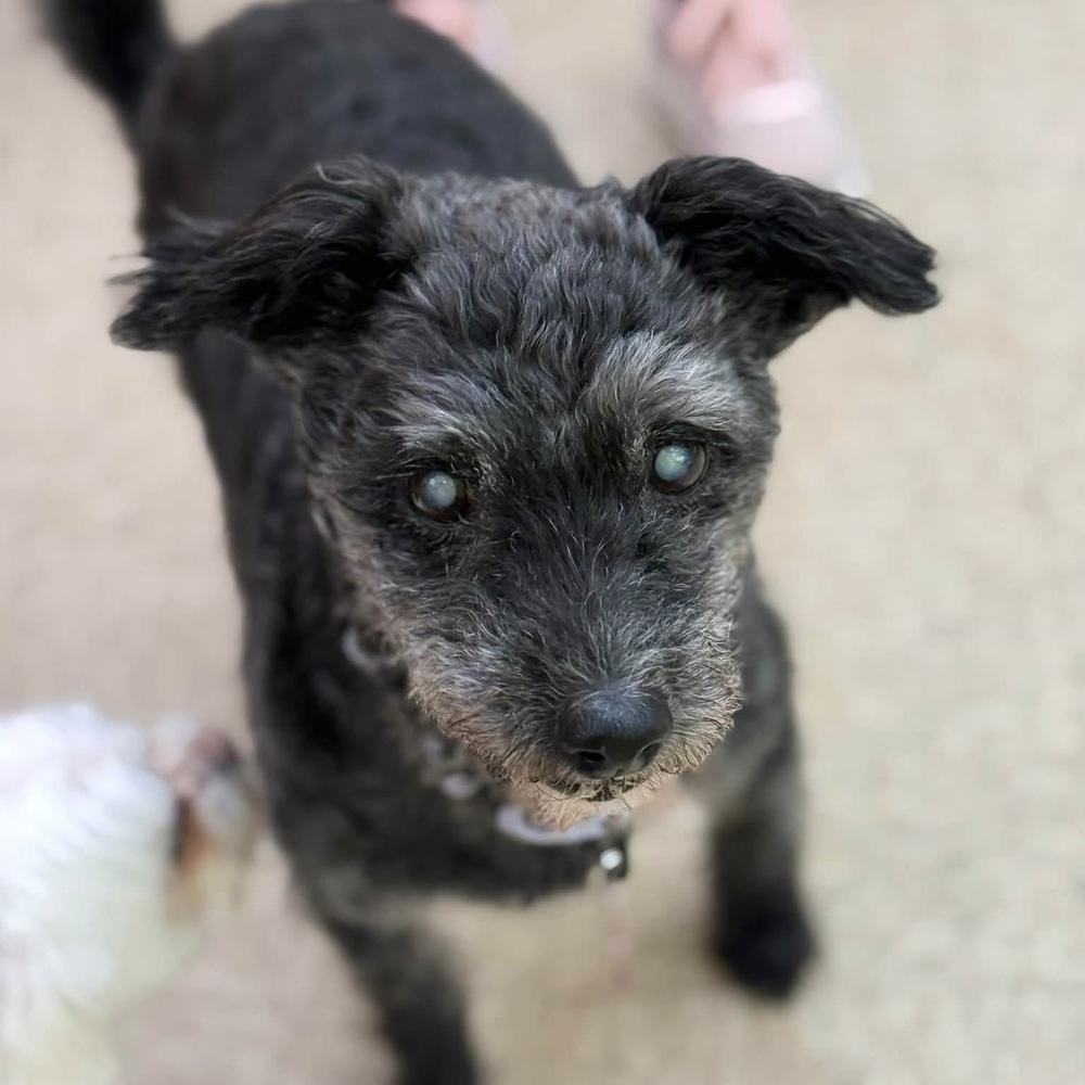 Logan, a Adoptable mixed breed in Groveland, MA image 4/5