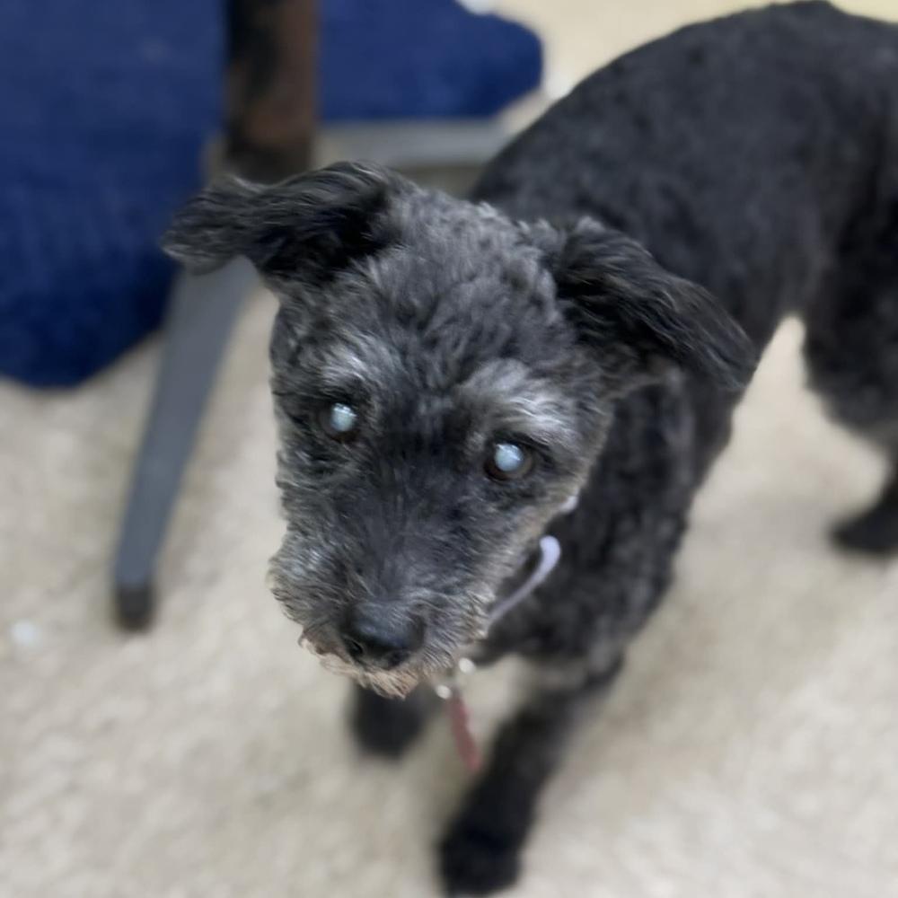 Logan, a Adoptable mixed breed in Groveland, MA image 5/5
