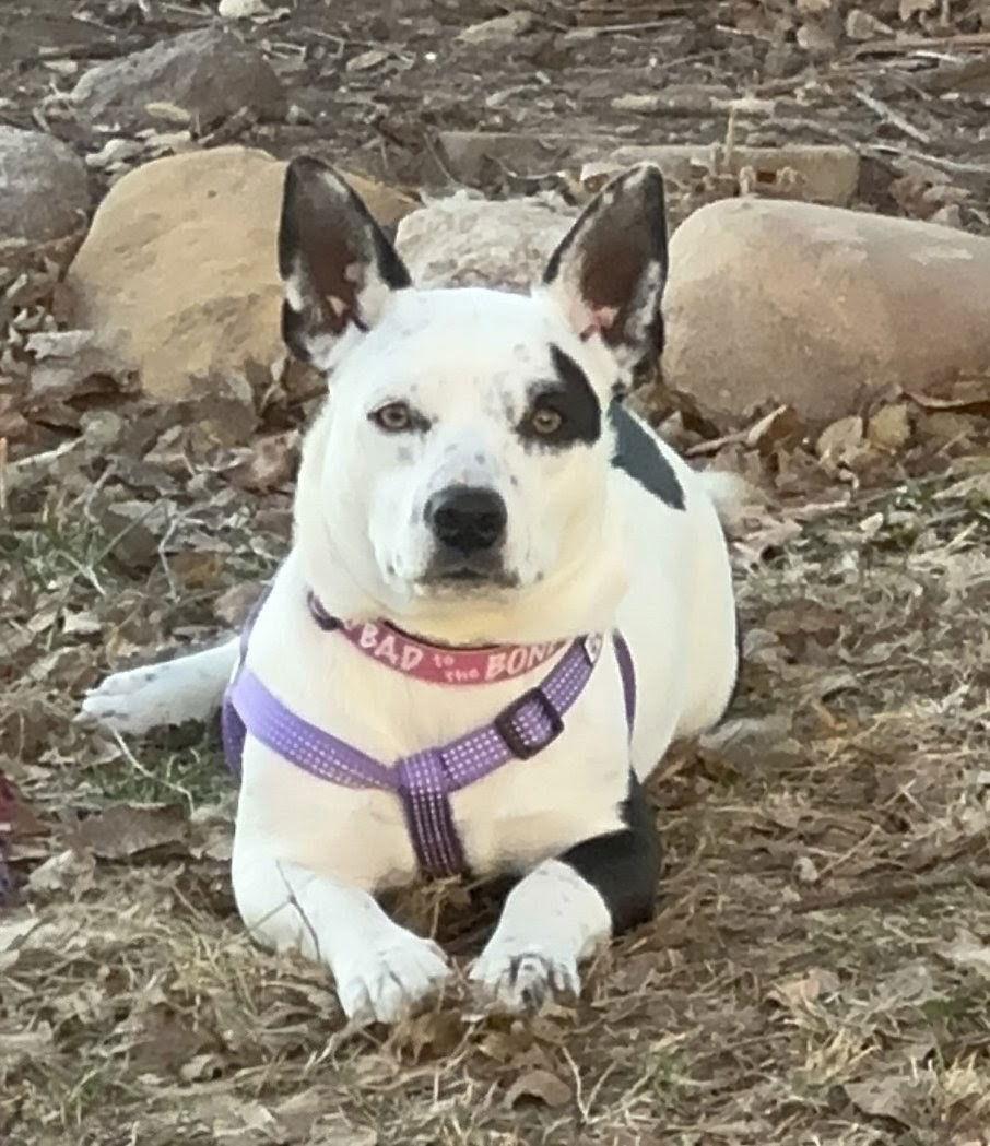 Lilly, Adopted, Adult Female Corgi & Staffordshire Bull Terrier.