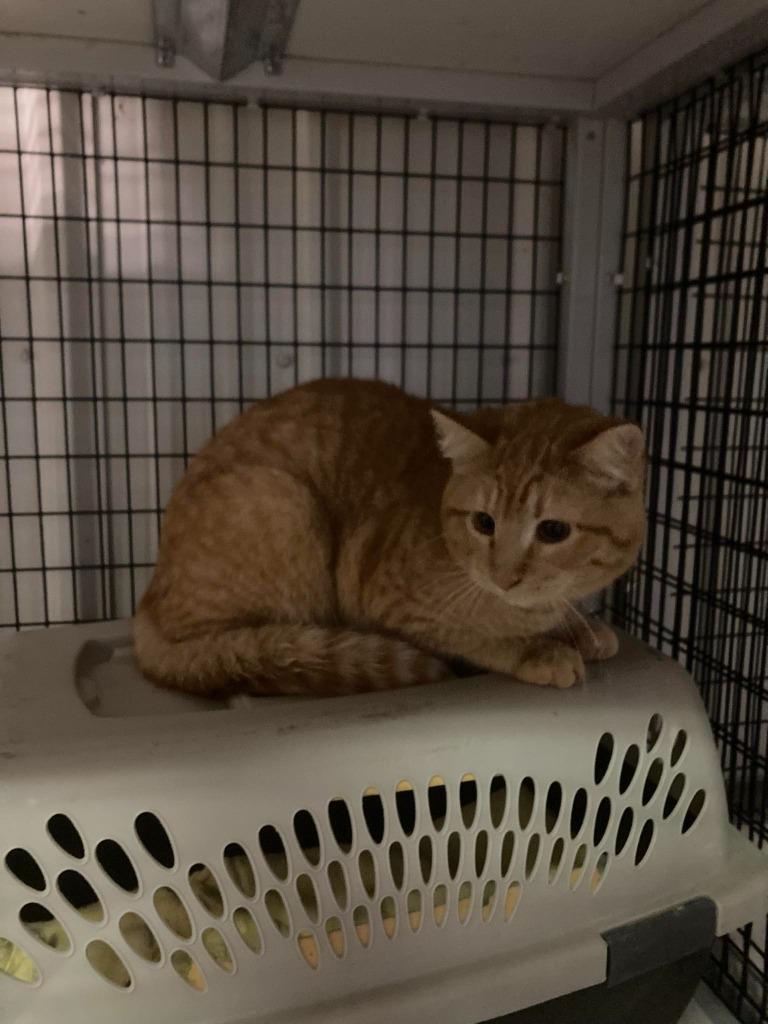 Barn Cat Zamboni, Adoptable, Young Male Domestic Short Hair.