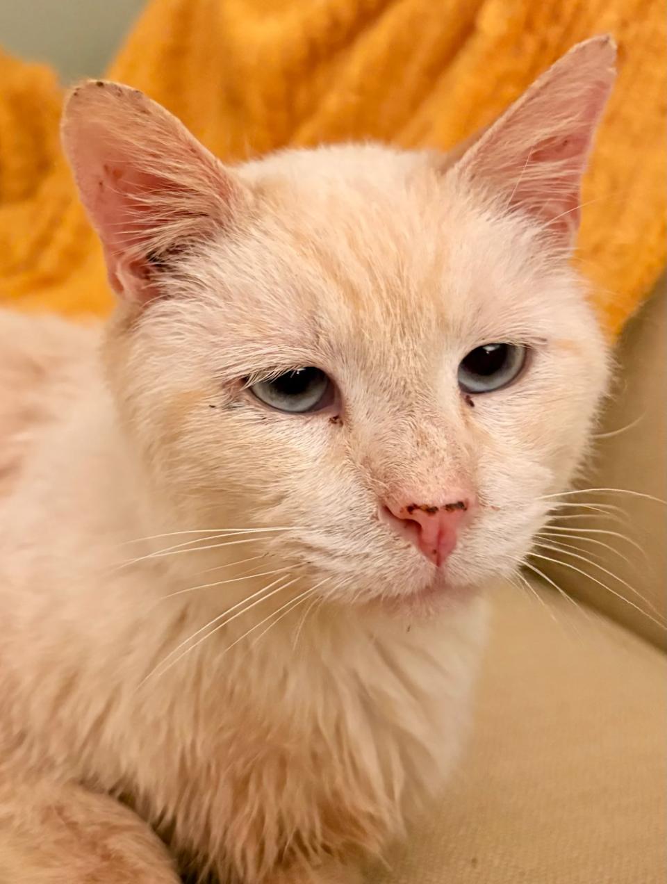 Enlarge Harrison , a Adoptable mixed breed in Hyattsville, MD image 3/6