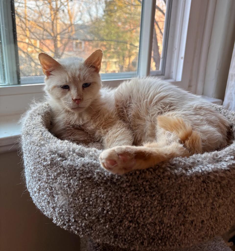 Enlarge Harrison , a Adoptable mixed breed in Hyattsville, MD image 6/6