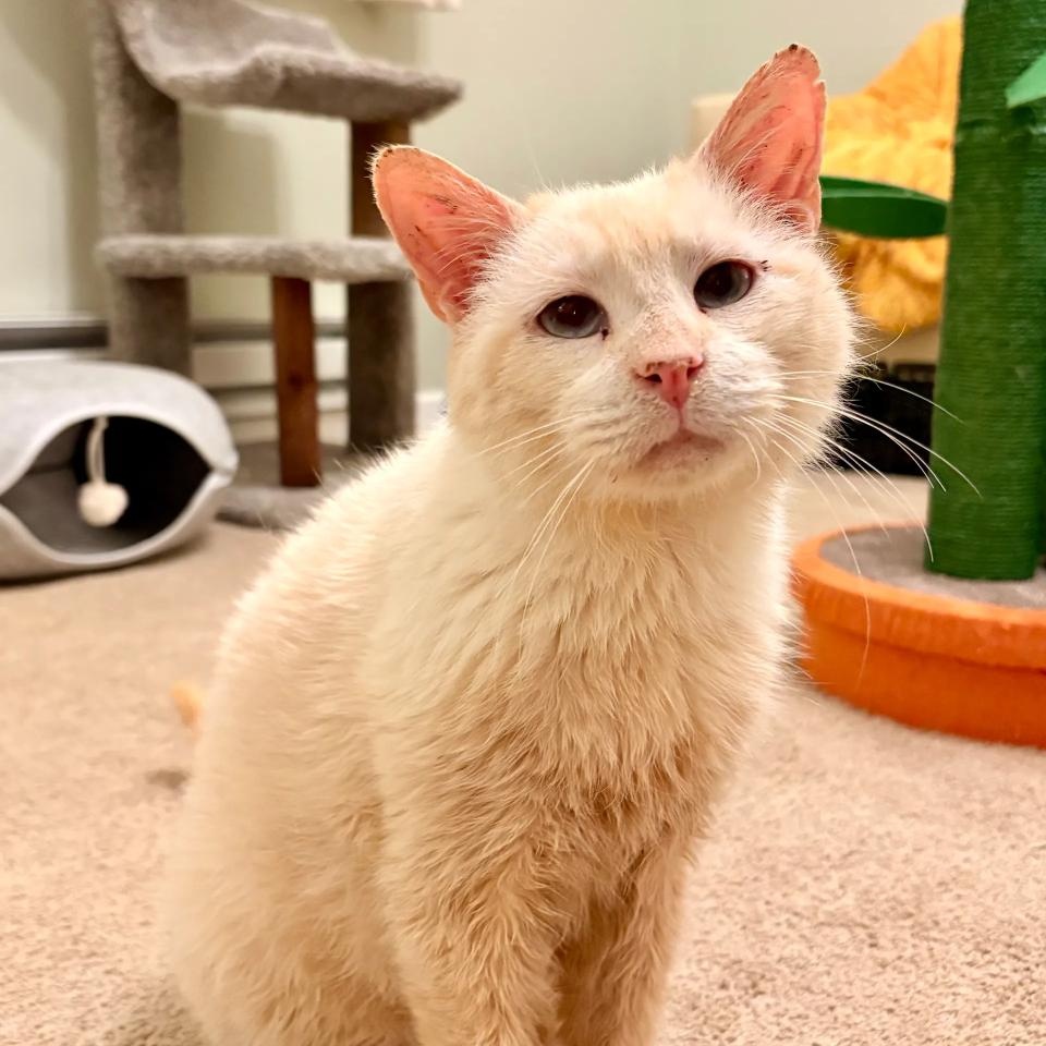 Harrison , Adoptable, Senior Male Siamese & Applehead Siamese.