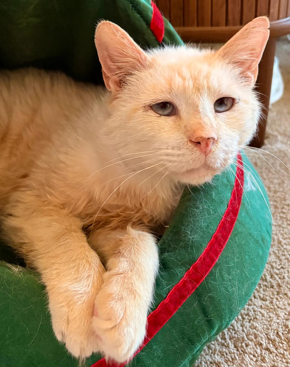 Enlarge Harrison , a Adoptable mixed breed in Hyattsville, MD image 5/6