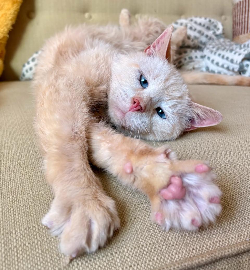 Enlarge Harrison , a Adoptable mixed breed in Hyattsville, MD image 4/6