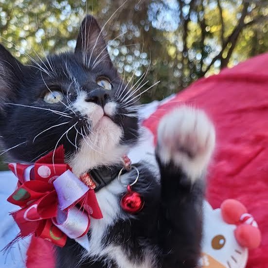 Enlarge Holy City's Harley Quinn (The Mighty Quinn), an adopted Domestic Short Hair in Mt Pleasant, SC image 3/6