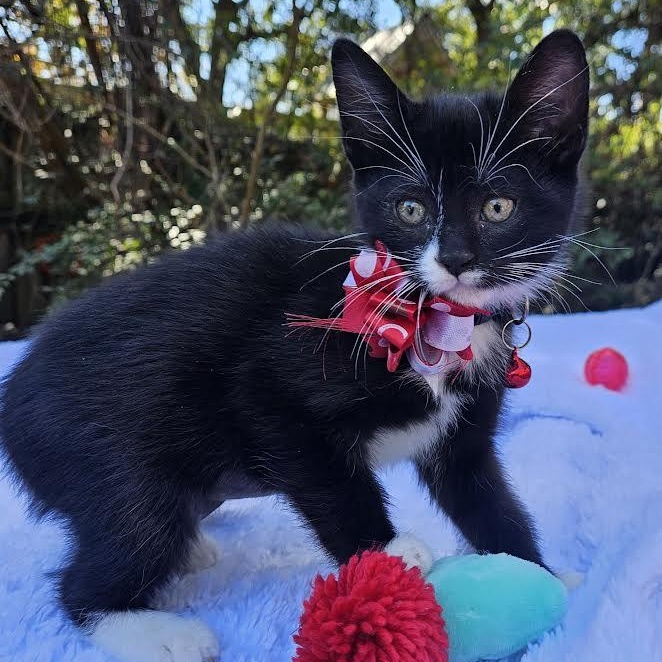 Enlarge Holy City's Harley Quinn (The Mighty Quinn), an adopted Domestic Short Hair in Mt Pleasant, SC image 4/6