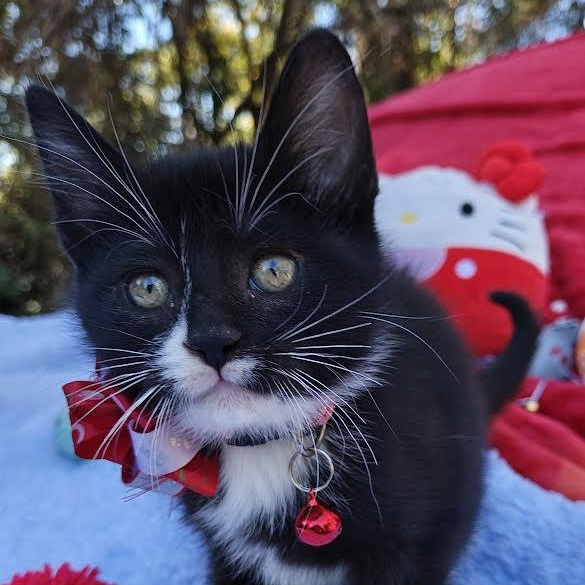 Enlarge Holy City's Harley Quinn (The Mighty Quinn), an adopted Domestic Short Hair in Mt Pleasant, SC image 2/6