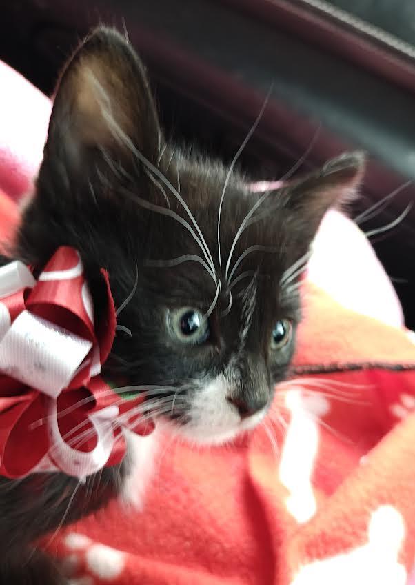 Holy City's Harley Quinn (The Mighty Quinn), adopted, Kitten Female Domestic Short Hair.