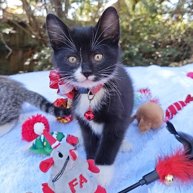 Enlarge Holy City's Harley Quinn (The Mighty Quinn), an adopted Domestic Short Hair in Mt Pleasant, SC image 5/6