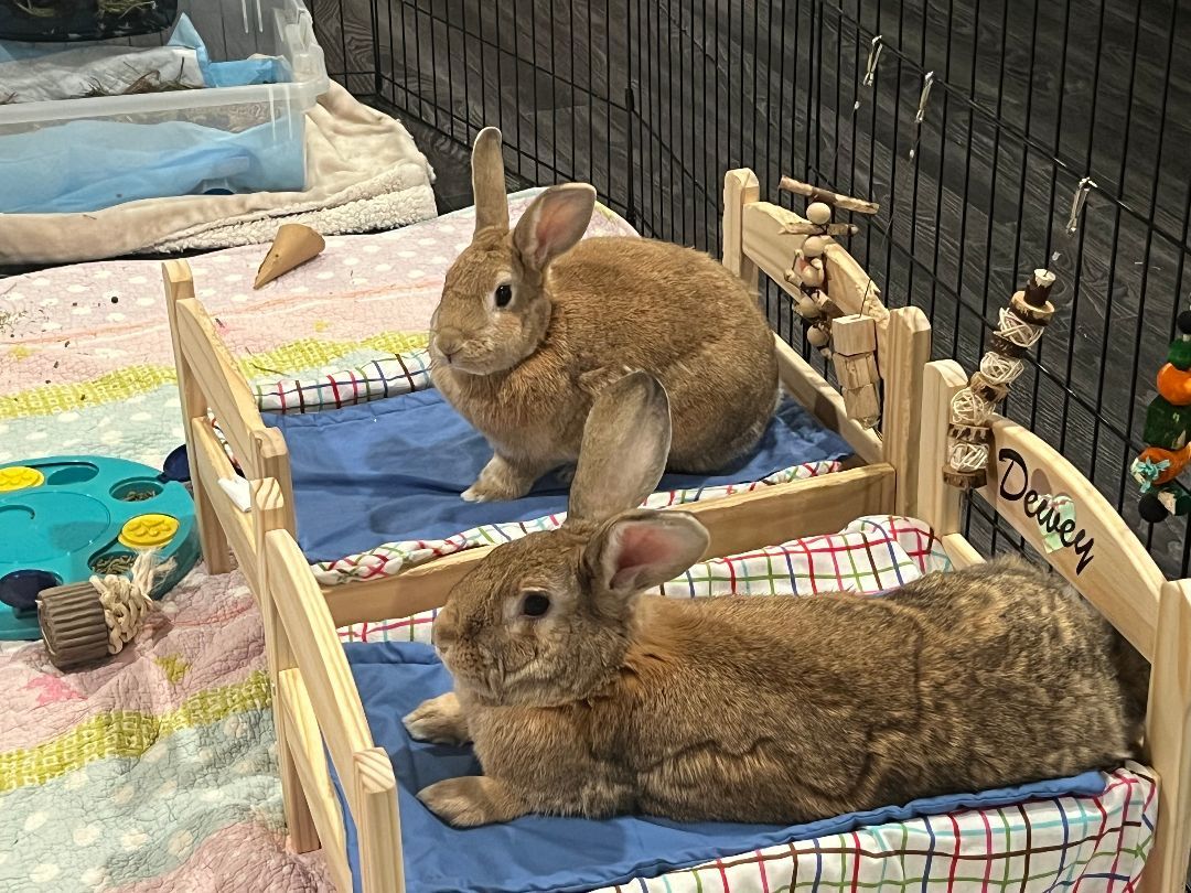 Dewey & Lola , Adult Male Rex