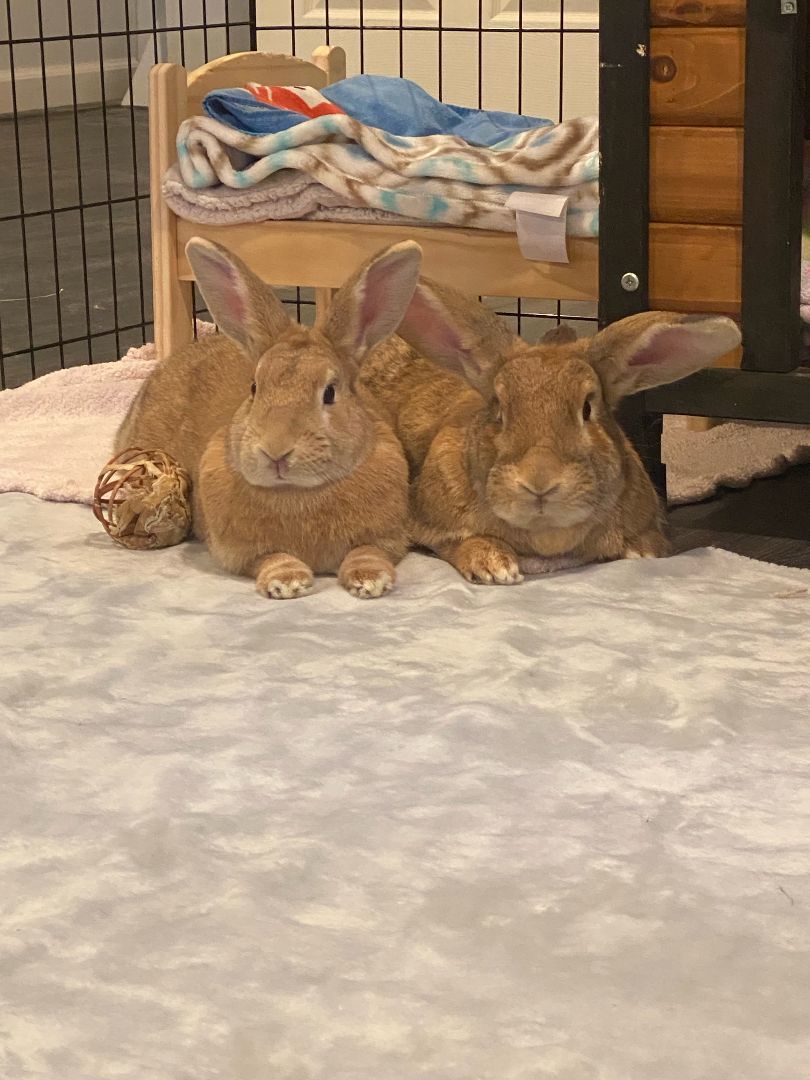 Dewey & Lola , a Adoptable Rex in Stamford, CT image 2/4