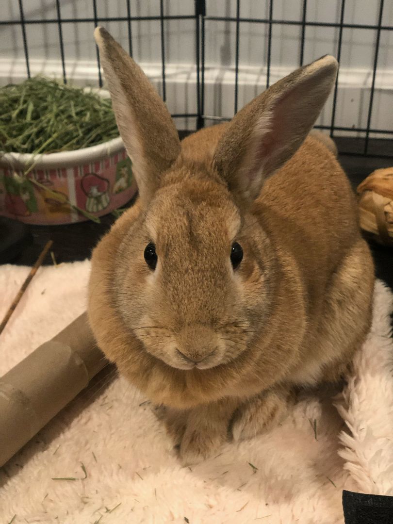 Dewey & Lola , a Adoptable Rex in Stamford, CT image 3/4