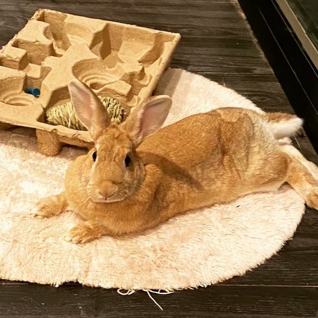 Dewey & Lola , a Adoptable Rex in Stamford, CT image 4/4